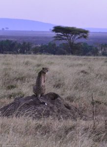 Safari in the Serengeti - 2022